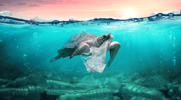 Here’s Why You Should Care About Single Use Plastics